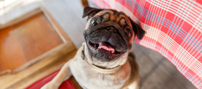 7 COOL FACTS ABOUT PUGS