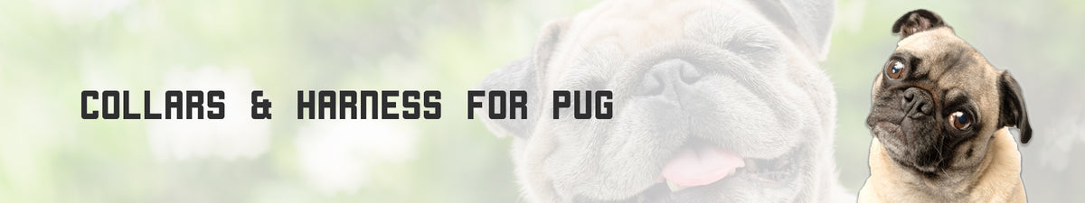Collars and Harness for Pugs